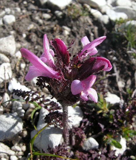 Pedicularis elegans